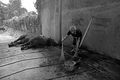 Bersihkan Darah Qurban