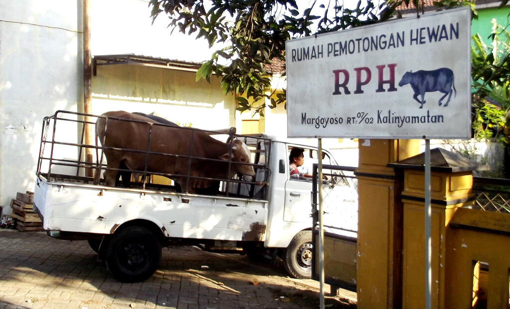 Hewan qurban diangkut mobil pick up masuk lokasi acara, Selasa, (13/09)