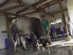 Salah satu sapi yang menjadi hewan qurban diikat oleh petugas RPH.