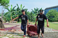 FOTO : DPD PKS Kab Bogor Melaksanakan Prosesi Penyembelihan Hewan Kurban