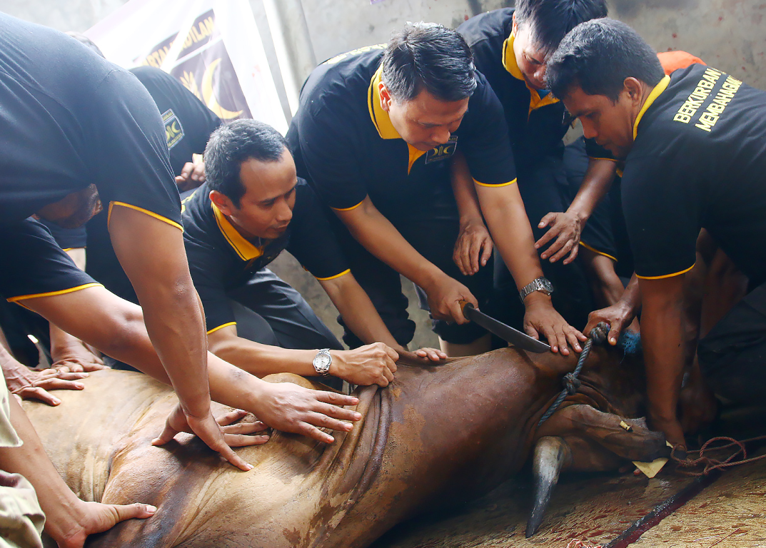 Bakal Calon Wakil Gubernur Daerah Khusus Ibukota (DKI) Jakarta Mardani Ali Sera sedang menyembelih hewan kurban di DPP PKS