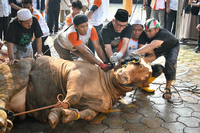 FOTO : Serba Serbi Kurban di PKS