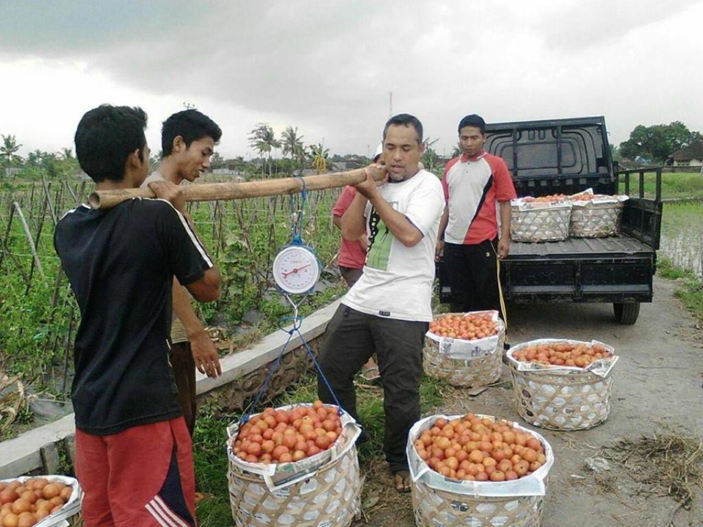 DPD PKS Lombok Timur, Nusa Tenggara Barat memborong hampir dua ton tomat langsung dari petani dengan harga di atas harga pasar