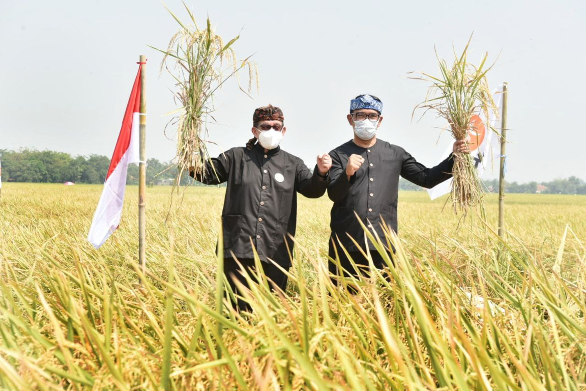 Ketua Majelis Syura PKS Dr Salim Segaf Al Jufri panen raya bersama Gubernur Jawa Barat Ridwan Kamil di Karawang (Donny/PKSFoto)